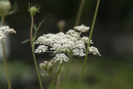 Daucus carota Peen bestellen